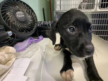 ETHEL -  American Staffordshire Terrier and Mixed Breed Dog for Adoption in Grand Prairie, Texas - ETHEL | PetCurious