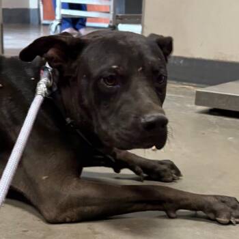Tres -  Pit Bull Terrier Dog for Adoption in Yuma, Arizona - Tres | PetCurious
