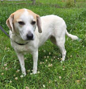 BESSIE -  Labrador Retriever and Hound Dog for Adoption in Franklin, Tennessee - BESSIE | PetCurious