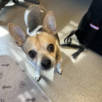 Chihuahua Dogs Available for Adoption in South Elgin, Illinois - Dallas | PetCurious