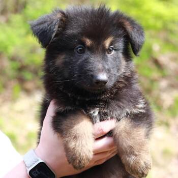 Shepherd and Mixed Breed Dogs Available for Adoption in Stormville, New York - CT Yosemite Avail May 16 | PetCurious