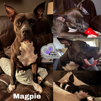 Rescue Pit Bull Terrier and Mixed Breed Dogs for Adoption in Kenai, Alaska - Magpie | PetCurious
