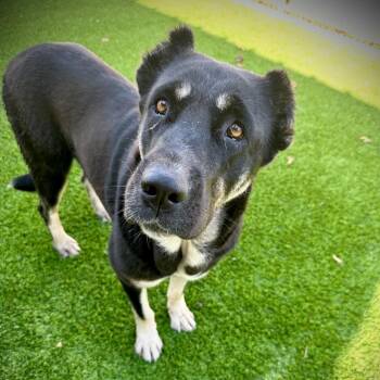 Mixed Breed Dogs Available for Adoption - Roxanne | PetCurious