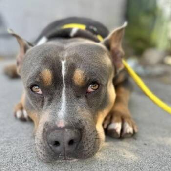 Marsh -  Pit Bull Terrier Dog for Adoption in Los Angeles, California - Marsh | PetCurious