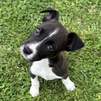 Labrador Retriever Dogs Available for Adoption in Lowell, Arkansas - Prince | PetCurious