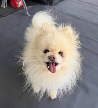 Pomeranian Dogs Available for Adoption in New Stanton, Pennsylvania - Luger | PetCurious