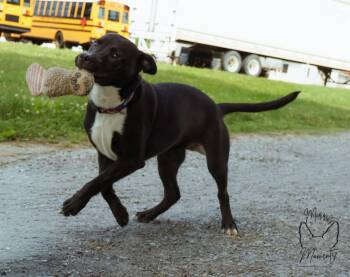 Labrador Retriever Dogs Available for Adoption in Rustburg, Virginia - Chicken Nugget - At Shelter Available 6/3 | PetCurious