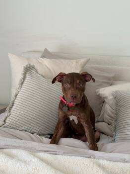 Poppy -  American Bully Dog for Adoption in Hamilton, Ontario - Poppy | PetCurious