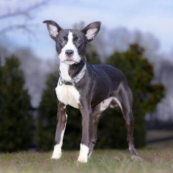 Toro -  Mixed Breed Dog for Adoption in Franklin, Tennessee - Toro | PetCurious
