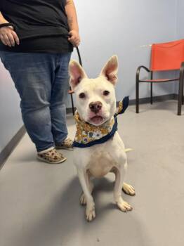 Rescue Terrier Dogs for Adoption in Zanesville, Ohio - Iris | PetCurious