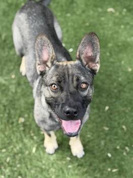 Christina Waguilera -  French Bulldog and German Shepherd Dog Dog for Adoption in Sacramento, California - Christina Waguilera | PetCurious