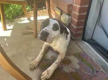 A476445 -  Boxer and Mixed Breed Dog for Adoption in Oklahoma City, Oklahoma - A476445 | PetCurious