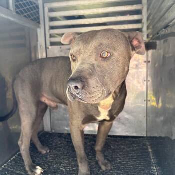 Buster-brown -  Pit Bull Terrier Dog for Adoption in Saint Joseph, Missouri - Buster-brown | PetCurious