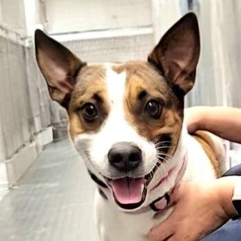 Paige -  American Staffordshire Terrier and Mixed Breed Dog for Adoption in Corpus Christi, Texas - Paige | PetCurious