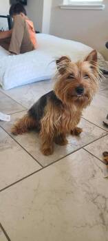Rescue Yorkshire Terrier Dogs for Adoption in Hollister, California - Milo | PetCurious