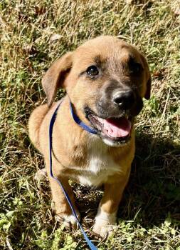 Rescue German Shepherd Dog and Labrador Retriever Dogs for Adoption in Glocester, Rhode Island - Rally | PetCurious