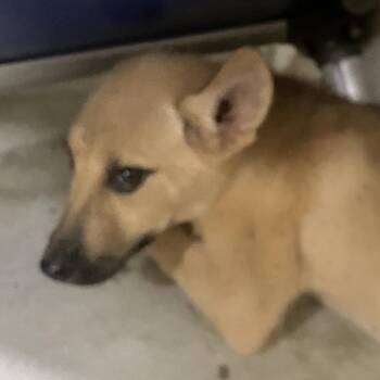 Juno -  Shepherd and Mixed Breed Dog for Adoption in Palestine, Texas - Juno | PetCurious