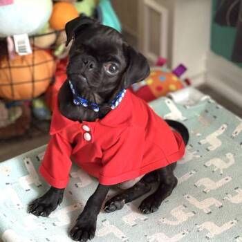 Rescue Pug Dogs for Adoption in Alvin, Texas - Obsidian | PetCurious