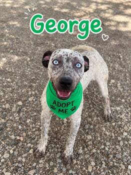 George -  Australian Cattle Dog Blue Heeler Dog for Adoption in Thornton, Colorado - George | PetCurious