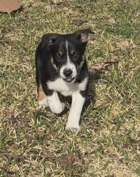 Border Collie and Australian Cattle Dog Blue Heeler Dogs Available for Adoption - Joker | PetCurious