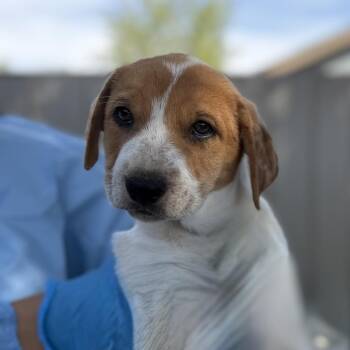 The Invisible Woman -  Mixed Breed Dog for Adoption in Moab, Utah - The Invisible Woman | PetCurious