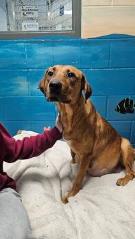 Retriever Dogs Available for Adoption - Gloria | PetCurious