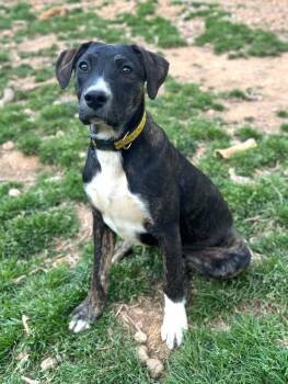 Toad -  Pit Bull Terrier and Labrador Retriever Dog Available for Adoption in Salisbury, Maryland - Toad | PetCurious