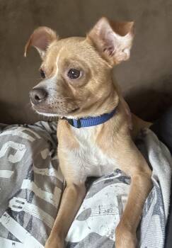 Hammy -  Chihuahua Dog for Adoption in Coatesville, Pennsylvania - Hammy | PetCurious