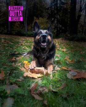 Rescue German Shepherd Dog Dogs for Adoption in Vancouver, British Columbia - Romeo | PetCurious