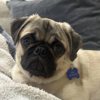Bamie -  Pug Dog for Adoption in Helena, Alabama - Bamie | PetCurious