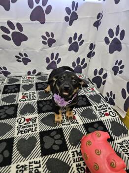 Jack Russell Terrier and Chihuahua Dogs Available for Adoption - Wonder | PetCurious