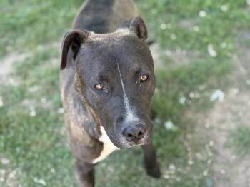 Pit Bull Terrier and Mixed Breed Dogs Available for Adoption in Tulsa, Oklahoma - BENNY | PetCurious