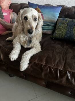 Rescue Goldendoodle Dogs for Adoption in Sunrise, Florida - Max | PetCurious