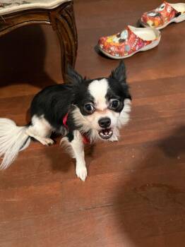 Oreo Cookie -  Chihuahua Dog for Adoption in Brewster, New York - Oreo Cookie | PetCurious