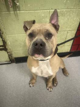 Pit Bull Terrier Dogs Available for Adoption in Indianapolis, Indiana - PICKLE PANTS | PetCurious