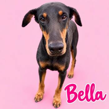 Bella -  Doberman Pinscher Dog for Adoption in Scottsdale, Arizona - Bella | PetCurious