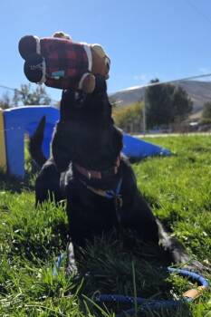 Rosie -  Labrador Retriever and Border Collie Dog for Adoption in Pocatello, Idaho - Rosie | PetCurious