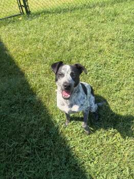 Indigo -  Mixed Breed Dog for Adoption in Gallatin, Tennessee - Indigo | PetCurious