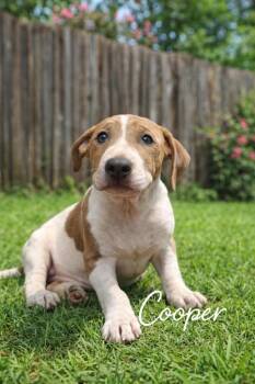 English Bulldog and Jack Russell Terrier Dogs Available for Adoption - Cooper | PetCurious