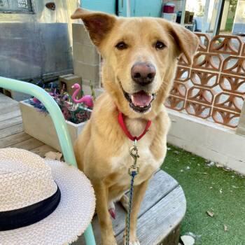 Rescue Yellow Labrador Retriever and Nova Scotia Duck Tolling Retriever Dogs for Adoption in Austin, Texas - Anton | PetCurious