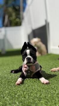 Boston Terrier Dogs Available for Adoption in Redington Beach, Florida - Bynx / Redington Beach | PetCurious