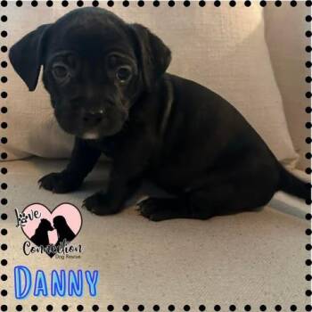 Dachshund Dogs Available for Adoption in Gilbert, Arizona - Danny | PetCurious