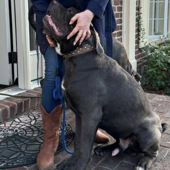Max -  Cane Corso Dog Available for Adoption in Flintstone, Maryland - Max | PetCurious
