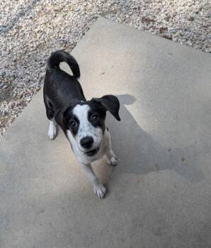 Pepper -  Mixed Breed Dog for Adoption in Louisburg, North Carolina - Pepper | PetCurious