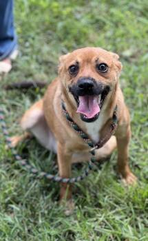 Amber -  Chihuahua Dog for Adoption in Hughesville, Maryland - Amber | PetCurious