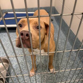 Halloween Candy -  Pit Bull Terrier Dog for Adoption in Greensboro, North Carolina - Halloween Candy | PetCurious