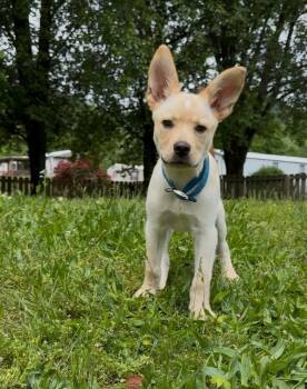 Rescue Mixed Breed Dogs for Adoption in Chattanooga, Tennessee - Sunny | PetCurious