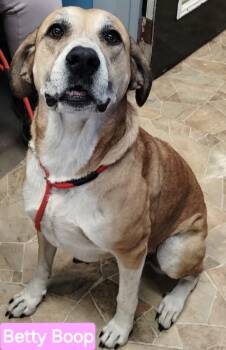 Betty Boop -  Yellow Labrador Retriever and Great Pyrenees Dog for Adoption in Mena, Arkansas - Betty Boop | PetCurious