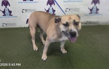 MIRACLE -  Pit Bull Terrier Dog for Adoption in Orlando, Florida - MIRACLE | PetCurious