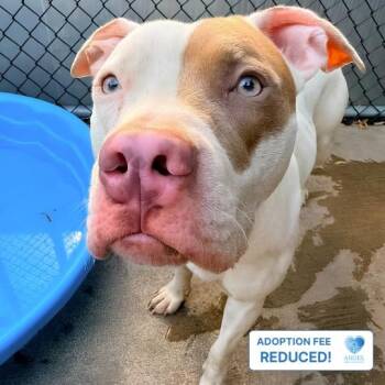 Solara -  Pit Bull Terrier Dog for Adoption in Naperville, Illinois - Solara | PetCurious